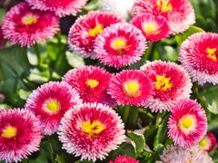 ヒナギク～あなたと同じ気持ち