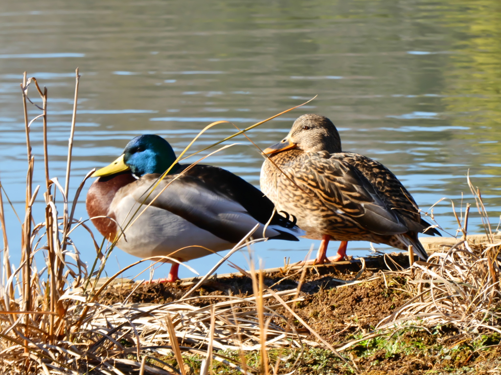 横浜「三渓園」