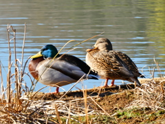 横浜「三渓園」