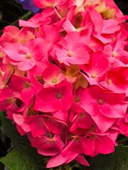 はや、紫陽花が