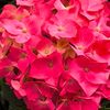 はや、紫陽花が