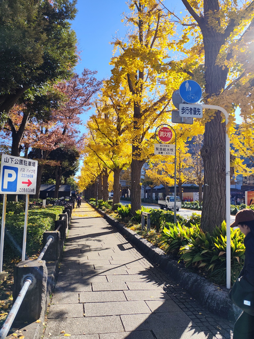 山下公園道路沿いの黄葉
