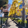 山下公園道路沿いの黄葉