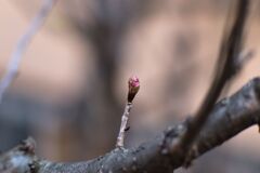 次の出番「桜の蕾」