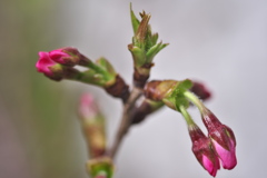 御殿場さくらの蕾