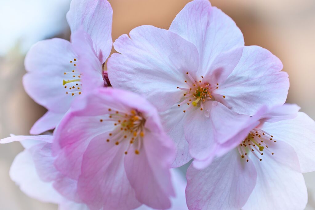 御殿場桜