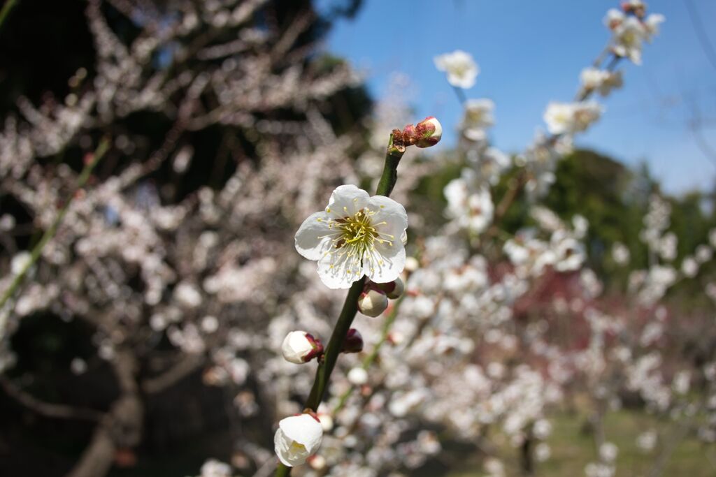 梅の花
