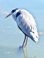 思いに耽るアオサギ