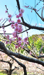 梅の花「文殊」