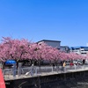 さくら　満開