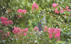 酷暑紅い花