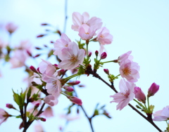 さくら～清楚風