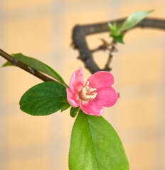 まだ開花する「かりん」