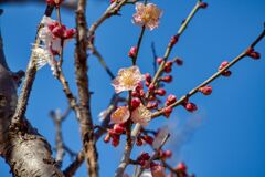 寒くても梅