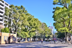 大通り公園
