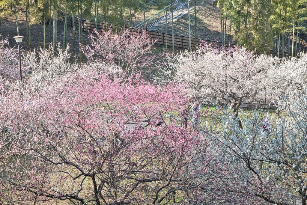 梅～梅園