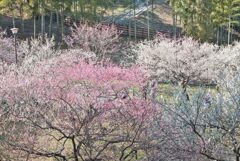 梅～梅園