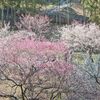 梅～梅園