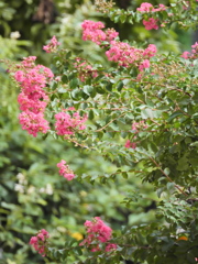 酷暑の紅い花