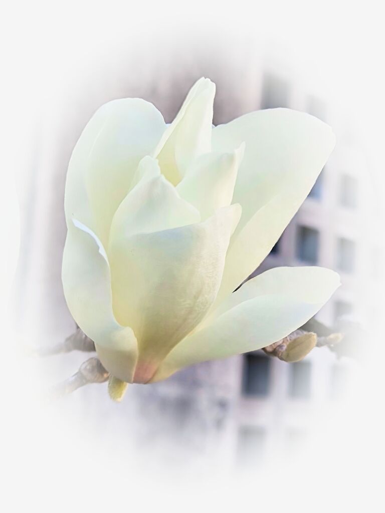 白木蓮