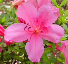 踊る花芯