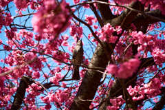 さくらと鳥の調和