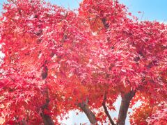 紅葉、燃えています。