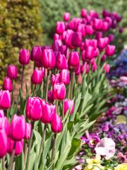 チューリップの列