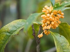 金木犀の花