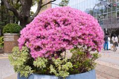 ベニバナトキワマンサク