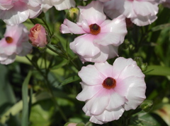 白光の花