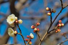 梅 ! 順番で咲いて行きますよ