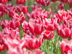 あかしろのチューリップ