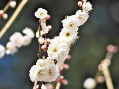 梅～重連