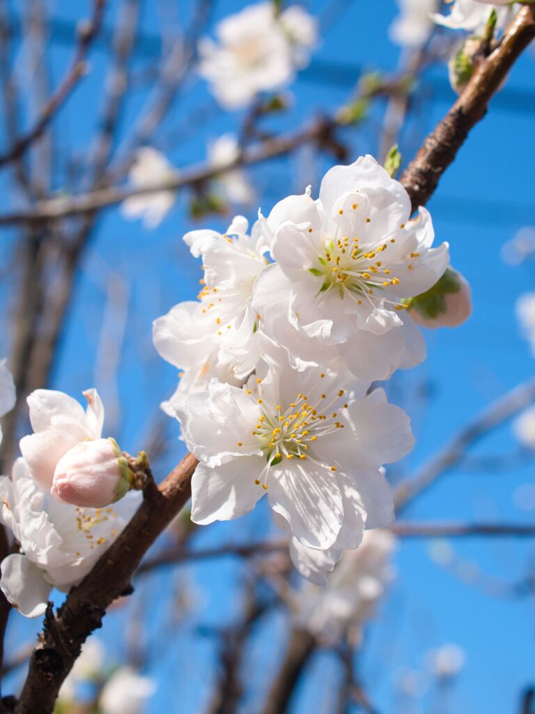 花桃～華麗