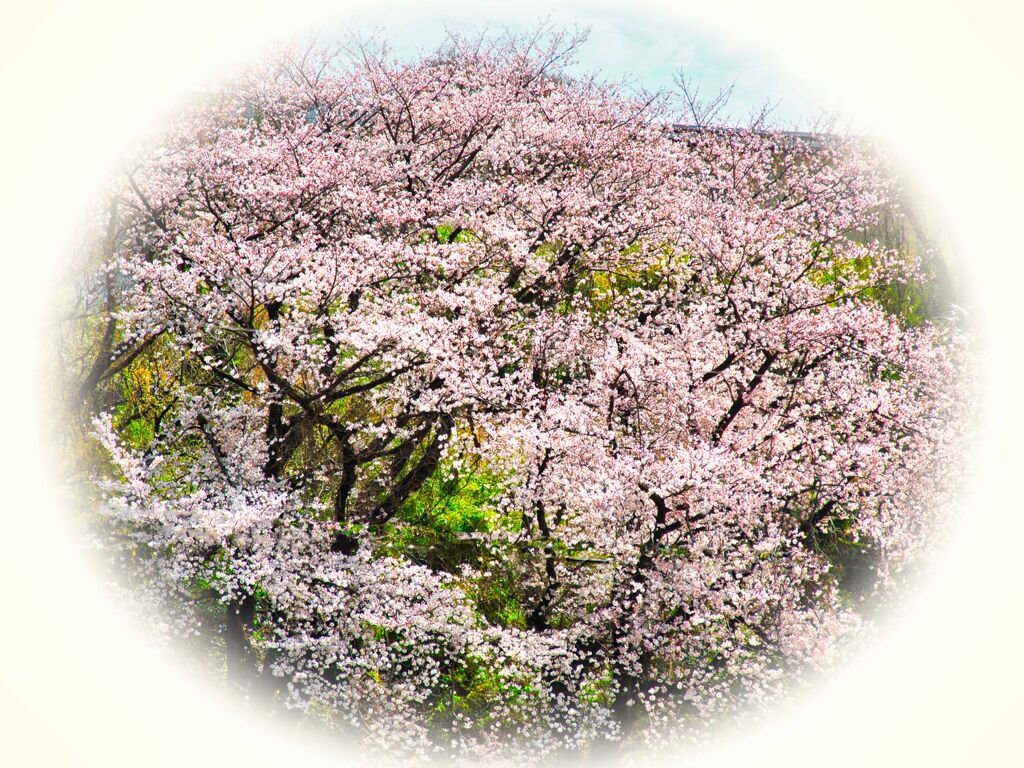 さくら満開