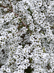ユキヤナギの世界