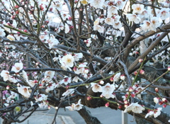 白梅の乱舞