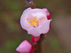 あんず～芽生え