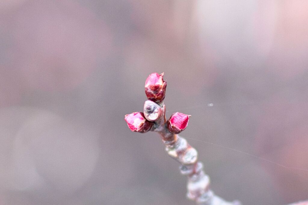 次の出番「あんずの蕾」