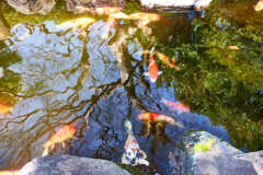 お寺の池の鯉