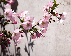 うっとりしちゃいます ! 御殿場さくら