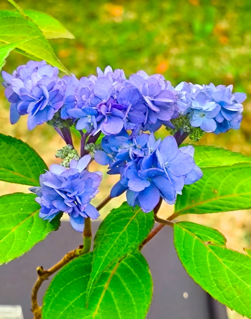 爽やかな花