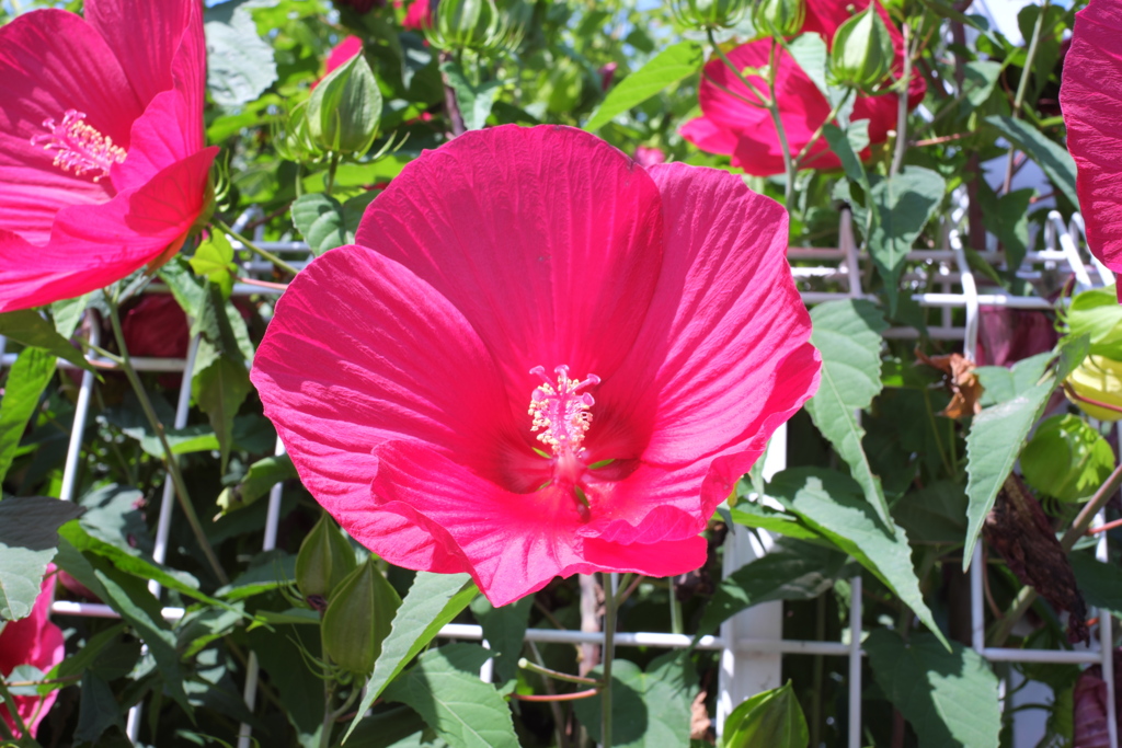 真っ赤なお花
