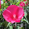 真っ赤なお花