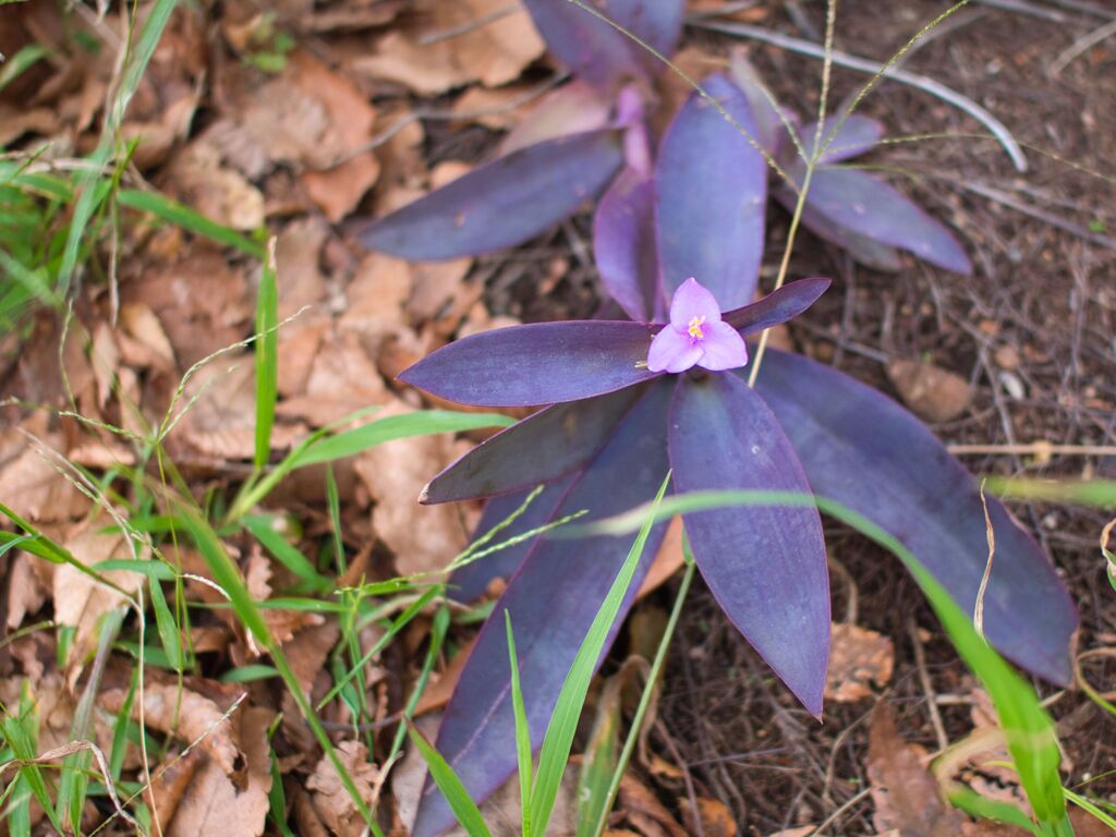 小さいお花 見つけた