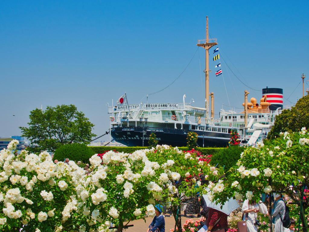 バラと氷川丸