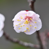あんず