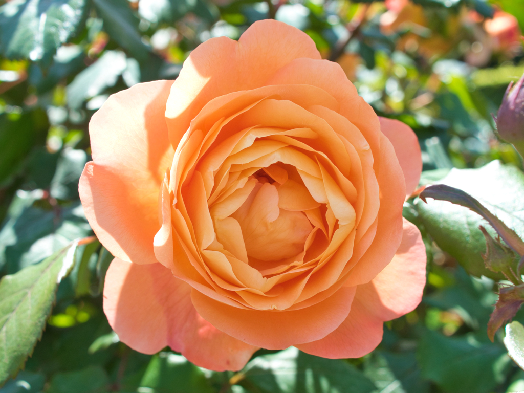 パットオースチン