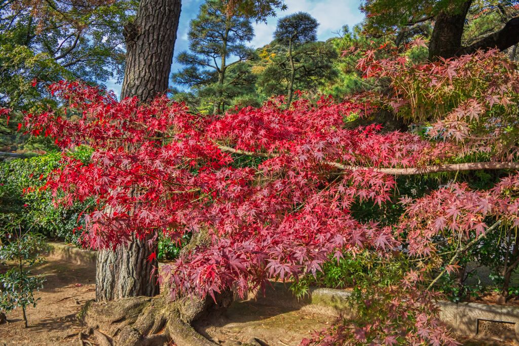 真っ赤な紅葉